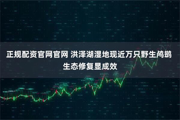 正规配资官网官网 洪泽湖湿地现近万只野生鸬鹚 生态修复显成效